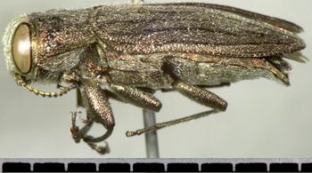 Media type: image;   Entomology 33794 Aspect: habitus lateral view